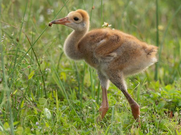 Sandhill crane (Grus canadensis)